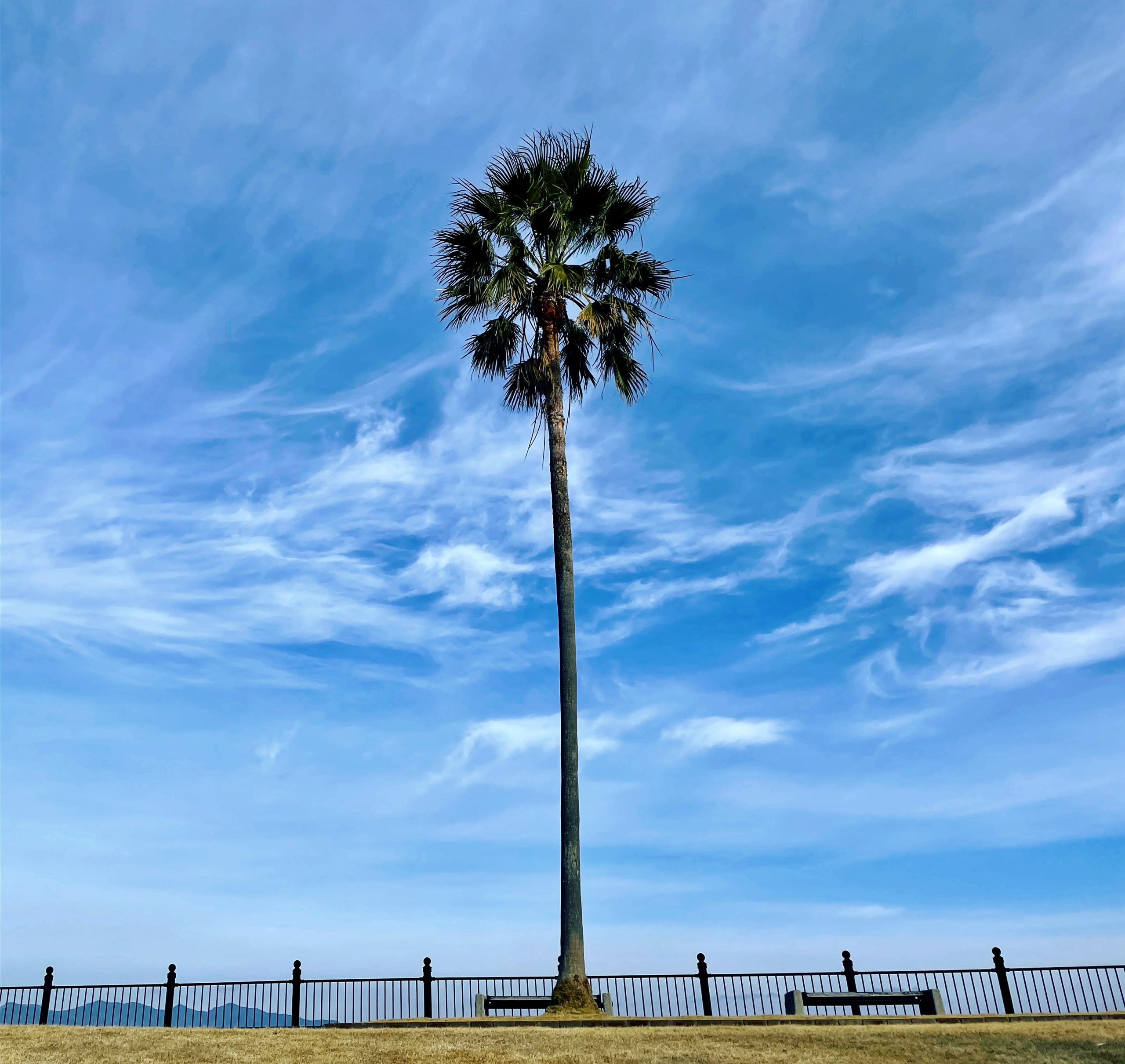 田ノ浦ビーチの椰子の木